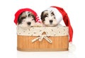 Biewer Terrier puppies in Santa red hats Royalty Free Stock Photo