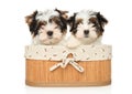 Biewer Terrier puppies sitting in basket Royalty Free Stock Photo