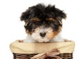 Biewer Terrier puppy in basket Royalty Free Stock Photo