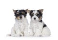 Biewer terrier pups on white background Royalty Free Stock Photo