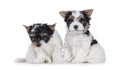 Biewer terrier pups on white background Royalty Free Stock Photo