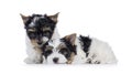 Biewer terrier pups on white background Royalty Free Stock Photo