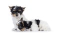 Biewer terrier pups on white background Royalty Free Stock Photo