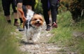 Biewer Terrier runs as tiger. Puppy with naughty face dash along the forest path from one owner to other. Happiness from motion.