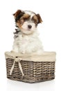 Biewer York puppy on white background Royalty Free Stock Photo