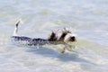 Biewer Yorkshire Terrier puppy dog swims in a crystal clear sea Royalty Free Stock Photo