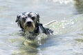 Funny wet Biewer Yorkshire Terrier puppy dog swims in a crystal clear sea Royalty Free Stock Photo