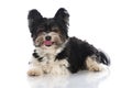 Biewer yorkshire terrier Royalty Free Stock Photo