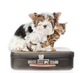 Biewer-Yorkshire terrier and bengal cat sitting on a bag. isolated on white background Royalty Free Stock Photo