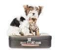 Biewer-Yorkshire terrier and bengal cat sitting on a bag. isolated Royalty Free Stock Photo