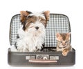 Biewer-Yorkshire terrier and bengal cat sitting in a bag. isolated Royalty Free Stock Photo