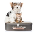 Biewer-Yorkshire terrier and bengal cat sitting on a bag. isolated on white Royalty Free Stock Photo