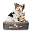 Biewer-Yorkshire terrier and bengal cat sitting on a bag. isolated on white Royalty Free Stock Photo