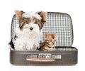 Biewer-Yorkshire terrier and bengal cat sitting in a bag. isolated Royalty Free Stock Photo