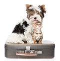 Biewer-Yorkshire terrier and bengal cat sitting on a bag. isolated Royalty Free Stock Photo