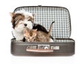 Biewer-Yorkshire terrier and bengal cat sitting in a bag. isolated Royalty Free Stock Photo