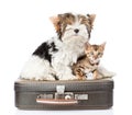 Biewer-Yorkshire terrier and bengal cat sitting on a retro bag. isolated Royalty Free Stock Photo