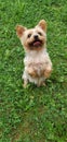 Biewer yorkshire terrier. Dod, -Image 