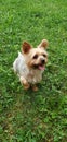 Biewer yorkshire terrier. Dod, -Image