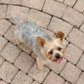 Biewer yorkshire terrier. Dod, -Image