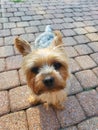 Biewer yorkshire terrier. Dod, -Image