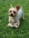 Biewer yorkshire terrier. Dod, -Image