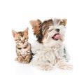 Biewer-Yorkshire terrier dog and bengal cat lying together. isolated on white background Royalty Free Stock Photo