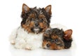 Biewer Yorkshire Terrier puppies Royalty Free Stock Photo