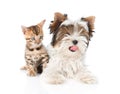 Biewer-Yorkshire terrier puppy and bengal kitten lying in fron. isolated on white