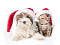 Biewer-Yorkshire terrier puppy and bengal kitten with red santa hat. isolated on white Royalty Free Stock Photo