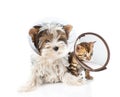Biewer-Yorkshire terrier puppy and bengal kitten wearing a funnel. isolated on white Royalty Free Stock Photo