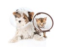 Biewer-Yorkshire terrier puppy and bengal kitten wearing a funnel on white