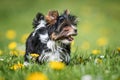 Biewer Yorkshire Terrier puppy