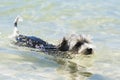 Biewer Yorkshire Terrier puppy dog swims in a crystal clear sea Royalty Free Stock Photo