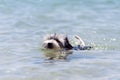 Biewer Yorkshire Terrier puppy dog swims in a crystal clear sea Royalty Free Stock Photo