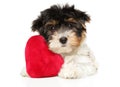 Biewer Yorkshire Terrier puppy with red toy Royalty Free Stock Photo