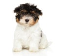 Biewer Yorkshire Terrier puppy on a white background Royalty Free Stock Photo
