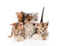 Biewer-Yorkshire terrier puppy and two bengal kittens. isolated Royalty Free Stock Photo