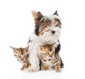 Biewer-Yorkshire terrier puppy and two bengal kittens. isolated Royalty Free Stock Photo