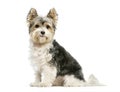 Biewer Yorkshire Terrier, 3 years old Royalty Free Stock Photo