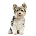 Biewer Yorkshire Terrier, 3 years old Royalty Free Stock Photo