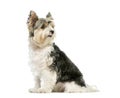 Biewer Yorkshire Terrier, 3 years old Royalty Free Stock Photo