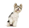 Biewer Yorkshire Terrier, 3 years old Royalty Free Stock Photo