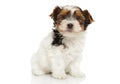 Bieweryork puppy on white background Royalty Free Stock Photo