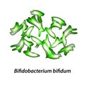 Bifidobacteria. Bifidobacterium bifidum. Probiotic, lactobacillus, bifidobacterium, probiotic, prebiotic. Infographics Royalty Free Stock Photo