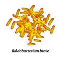 Bifidobacteria. Bifidobacterium breve. Probiotic, lactobacillus, bifidobacterium, probiotic, prebiotic. Infographics