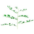 Bifoliate plant