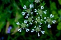 bifora radians with heart shaped white flowers Royalty Free Stock Photo