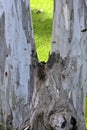 Bifurcated eucalyptus tree trunk Royalty Free Stock Photo