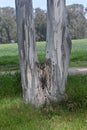 Bifurcated eucalyptus tree trunk Royalty Free Stock Photo